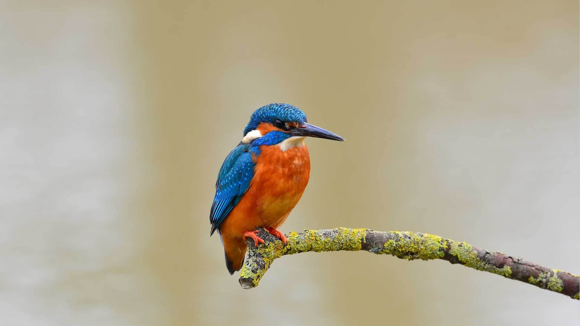 Eisvogel-an-der-Wenne