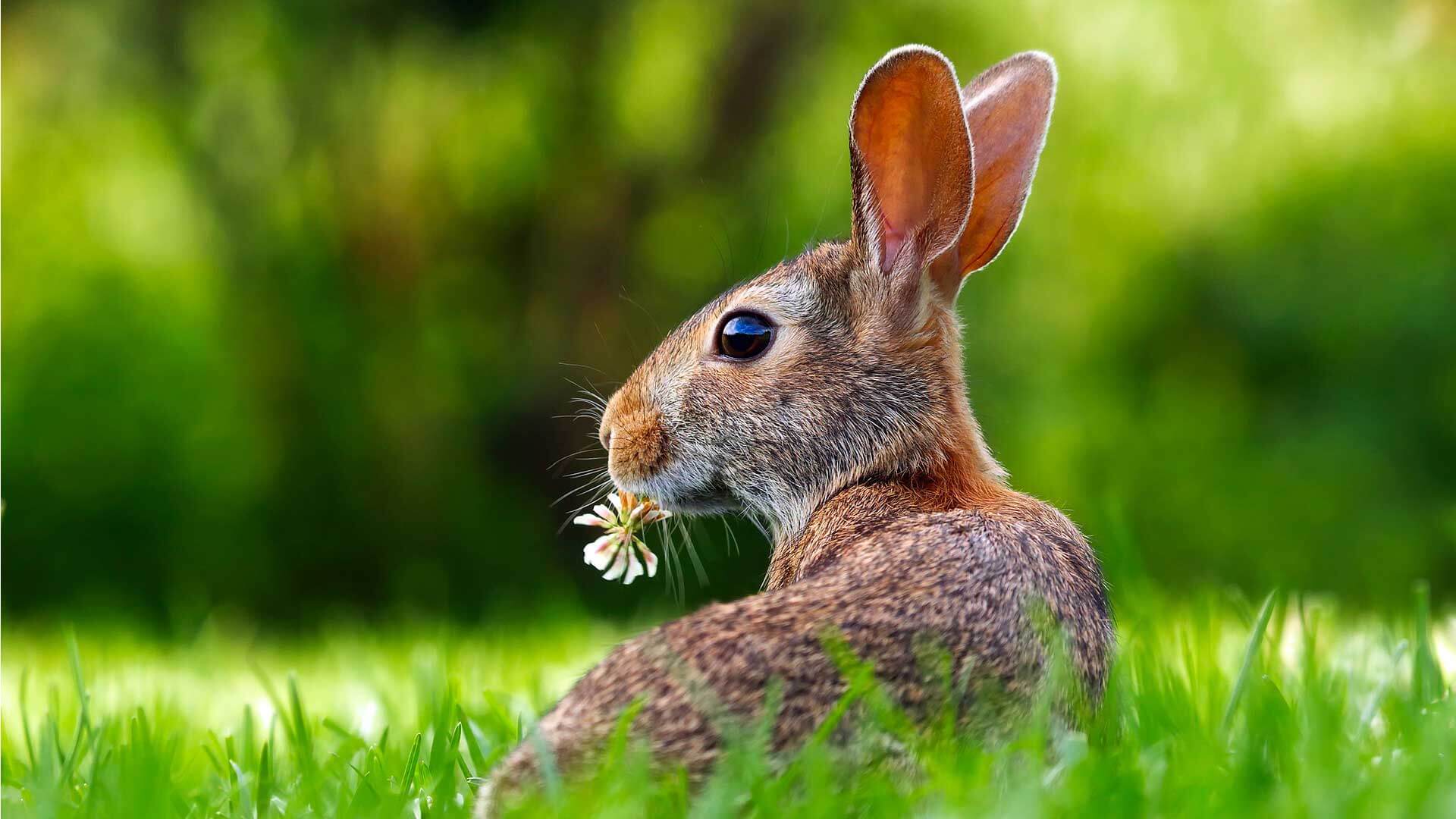 Ostern