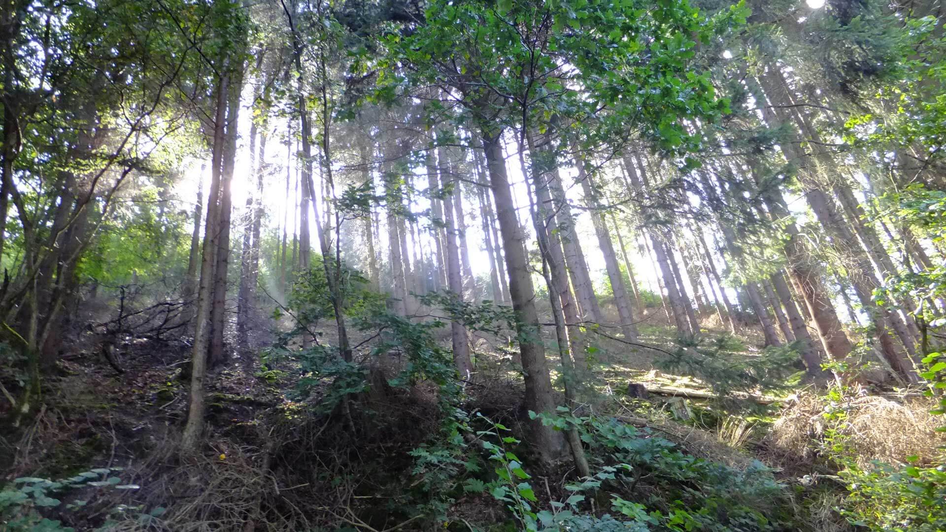 Wandern im Sauerland Wald mit Sonnenstrahlen